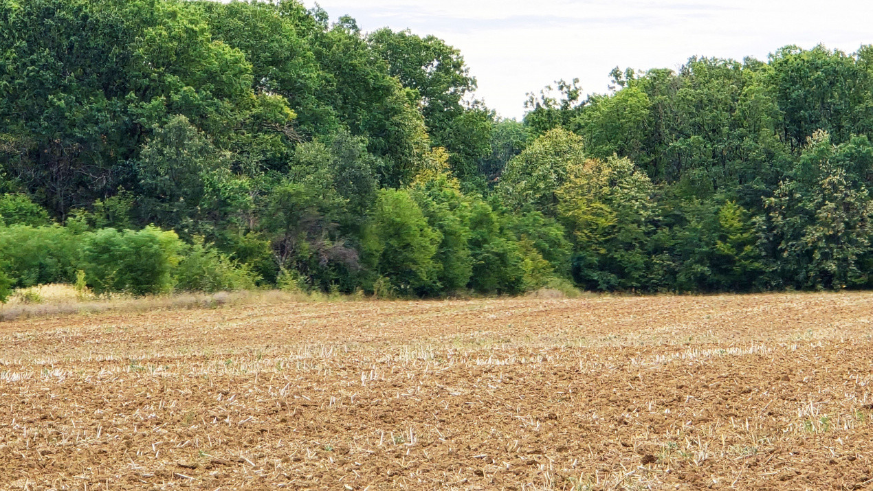 The Forest Collection -LOT 970mp- Strada asfaltata | Padurea Snagov -Ciofliceni 